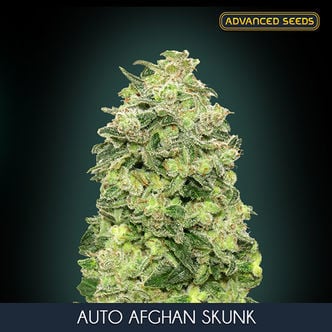 Auto Afghan Skunk (Advanced Seeds) feminisiert