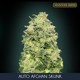 Auto Afghan Skunk (Advanced Seeds) feminized