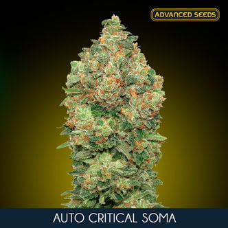 Auto Critical Soma (Advanced Seeds) feminized