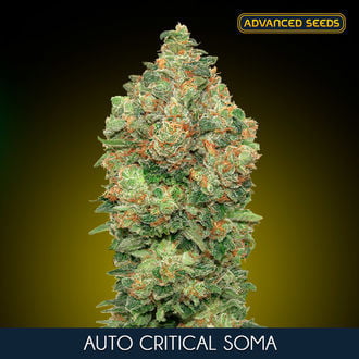 Auto Critical Soma (Advanced Seeds) feminisiert