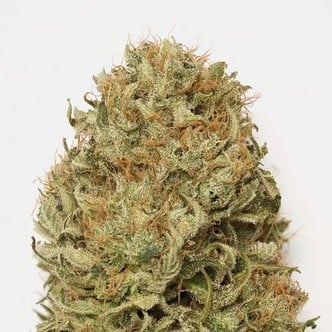 Blue Dream Auto (Humboldt Seeds) feminized