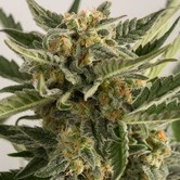Lost Coast Skunk Auto (Humboldt Seeds) feminized
