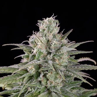 UK Cheese Auto (Humboldt Seeds) feminisiert