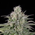 UK Cheese Auto (Humboldt Seed Organization) feminisiert