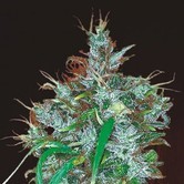 Panama Haze (ACE Seeds) feminized