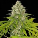 Power Kush (Dinafem) feminized