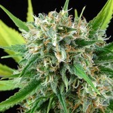 Royale Haze (Dinafem) feminized