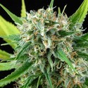 Royale Haze (Dinafem) feminized