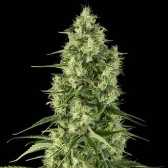 Santa Sativa (Dinafem) feminized