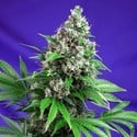 Killer Kush - F1 Fast Version (Sweet Seeds) feminisiert