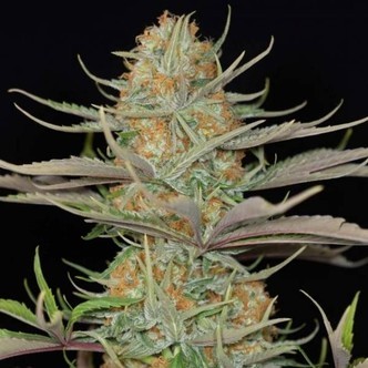 Sweet Deep Grapefruit (Dinafem) feminized