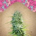 SexBud (Female Seeds) feminized