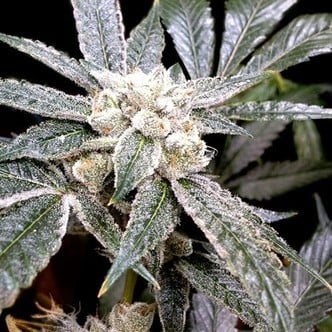 El Fuego (Grow Your Own Collection) feminisiert
