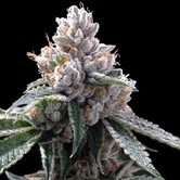 Florida Lemons (Grow Your Own Collection) feminized