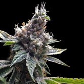 Florida OG (Grow Your Own Collection) feminized