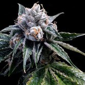 Lemon Walker (Grow Your Own Collection) feminized