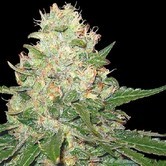 Rocklock (Grow Your Own Collection) feminized