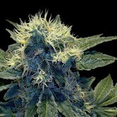 Sharksbreath (Grow Your Own Collection) feminized