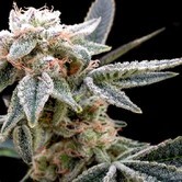White Alien (Grow Your Own Collection) feminized