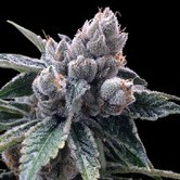 White Walker Kush (Grow Your Own Collection) feminized