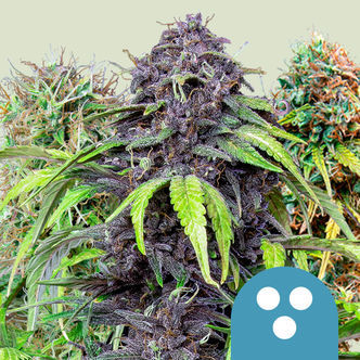 CBD Mix (Royal Queen Seeds) feminisiert