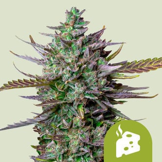 Blue Cheese Automatic (Royal Queen Seeds) feminized