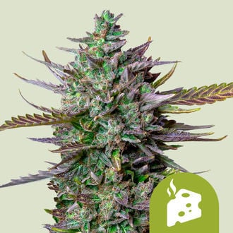 Blue Cheese Automatic (Royal Queen Seeds) feminisiert