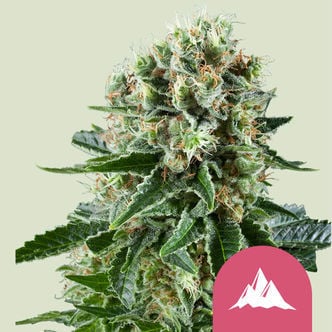 Critical Kush (Royal Queen Seeds) feminized