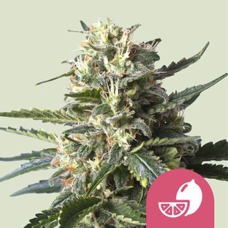 Lemon Shining Silver Haze (Royal Queen Seeds) feminisiert