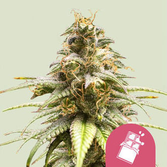 Chocolate Haze (Royal Queen Seeds) feminisiert