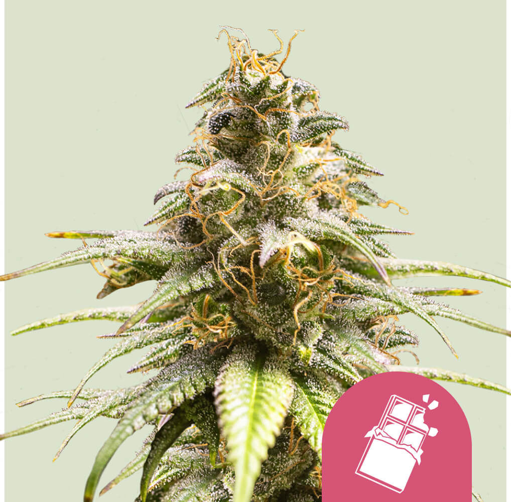 Chocolate Haze (Royal Queen Seeds) feminisiert