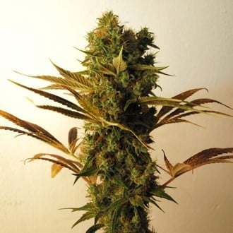 Hammershark (Resin Seeds) feminisiert