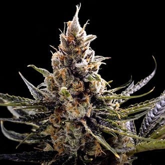 24K Gold (DNA Genetics) feminisiert