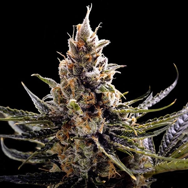 24K Gold Feminisiert (Seeds66)