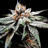 DJ's Gold (DNA Genetics) feminized