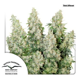 Think Different (Dutch Passion) feminized