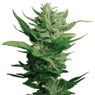 Auto Think Different (Dutch Passion) feminized