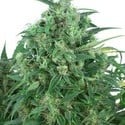 Auto Think Different (Dutch Passion) feminized