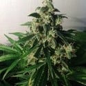 Auto Think Different (Dutch Passion) feminized