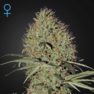 Super Bud Autoflowering (Greenhouse Seeds) feminisiert