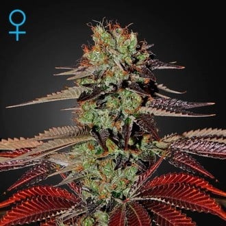 King's Kush Autoflowering (Greenhouse Seeds) feminisiert