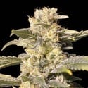 TNT Kush CBD (Eva Seeds) feminisiert