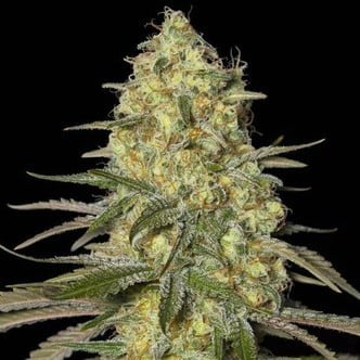 Black Dream (Eva Seeds) feminisiert