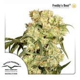 Freddy's Best (Dutch Passion) feminized