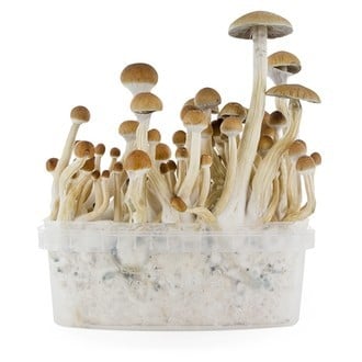 Fresh Mushrooms Zuchtset 'B+'