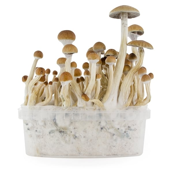 Fresh Mushrooms 'B+' ???? Magic Mushrooms Zamnesia