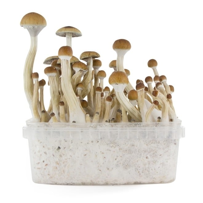Fresh Mushrooms Grow Kit 'B+' - Zamnesia