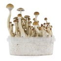 Fresh Mushrooms Grow Kit 'B+'