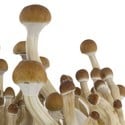 Fresh Mushrooms Grow Kit 'B+'