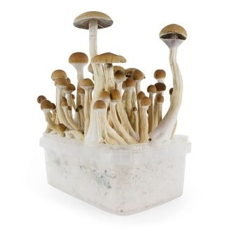 Fresh Mushrooms Grow Kit 'B+'